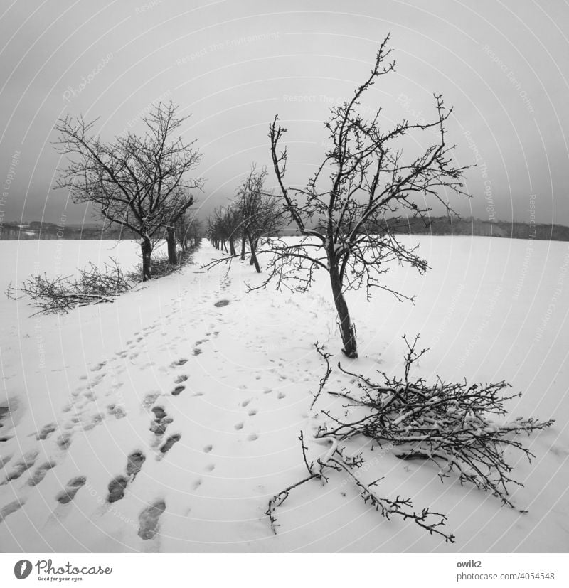 Weg, Weite, Winter Schnee Außenaufnahme kalt Baum Natur Umwelt Ast Himmel geheimnisvoll friedlich Idylle Landschaft Stille Horizont Äste und Zweige