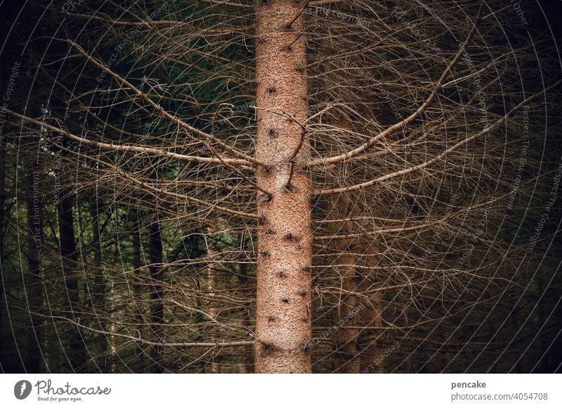 ungesund | leerstand Fichte Baumstamm Trockenheit Wassermangel abgestorben Waldsterben Klimakrise Klimawandel Tod vergänglich Natur Holz Leerstand Äste Umwelt