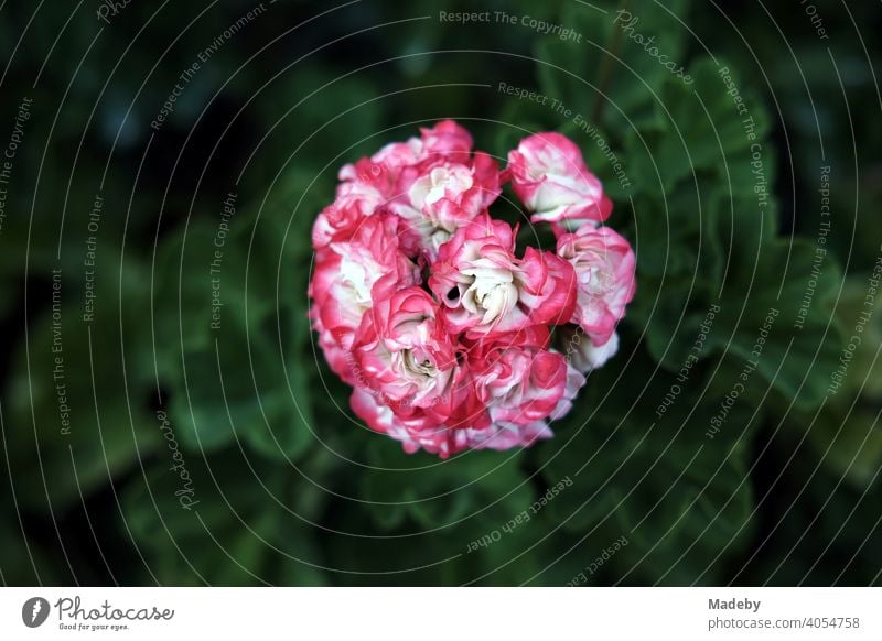 Geranie oder Pelargonium mit Blüten in Weiß und Rosa in einem Bauerngarten in Rudersau bei Rottenbuch im Kreis Weilheim-Schongau in Oberbayern Pelargonie Blume