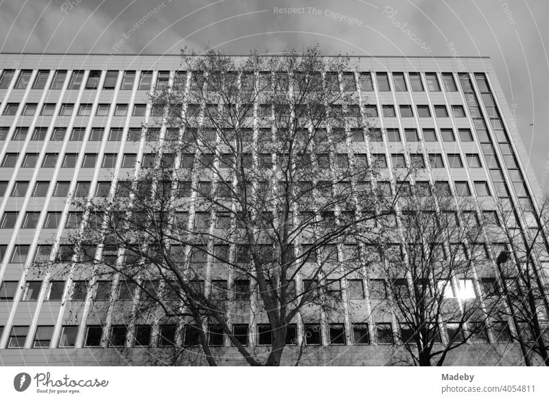 Großer kahler Baum im Herbst vor einem gleichförmigen Verwaltungsgebäude in der Innenstadt von Frankfurt am Main in Hessen, fotografiert in neorealistischem Schwarzweiß