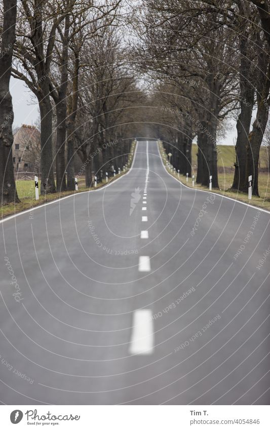 eine lange Allee in Brandenburg . Es ist fast Frühling leer Wege & Pfade Außenaufnahme Menschenleer Zentralperspektive Tag Straße Verkehrswege Straßenverkehr