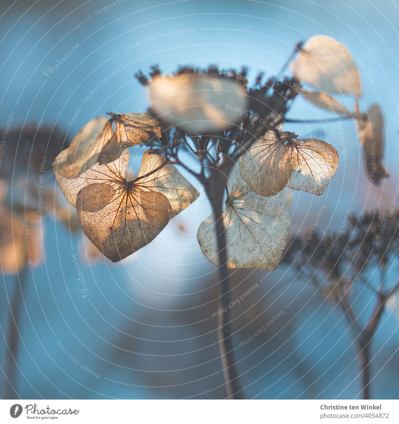 verblühte und vertrocknete Hortensienblüten im Gegenlicht mit schwacher Tiefenschärfe und blauem Hintergrund Hellbraun Hydrangea Kälte Vergänglichkeit