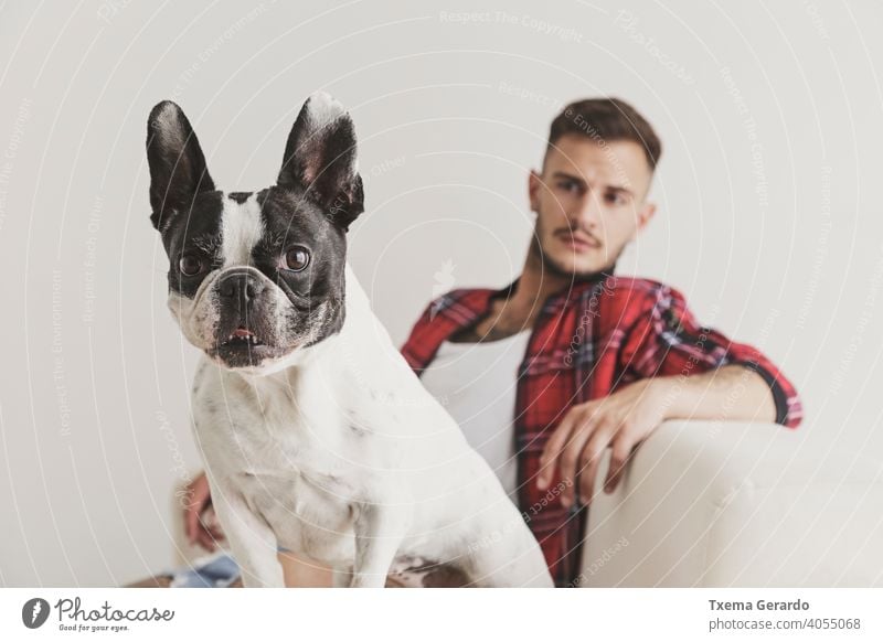 Vordergrund der Französisch Bulldogge Hund sitzt auf einem Sofa mit seinem Freund im Hintergrund französische Bulldogge Junge Piercing durchbohrt Hut Ohrringe