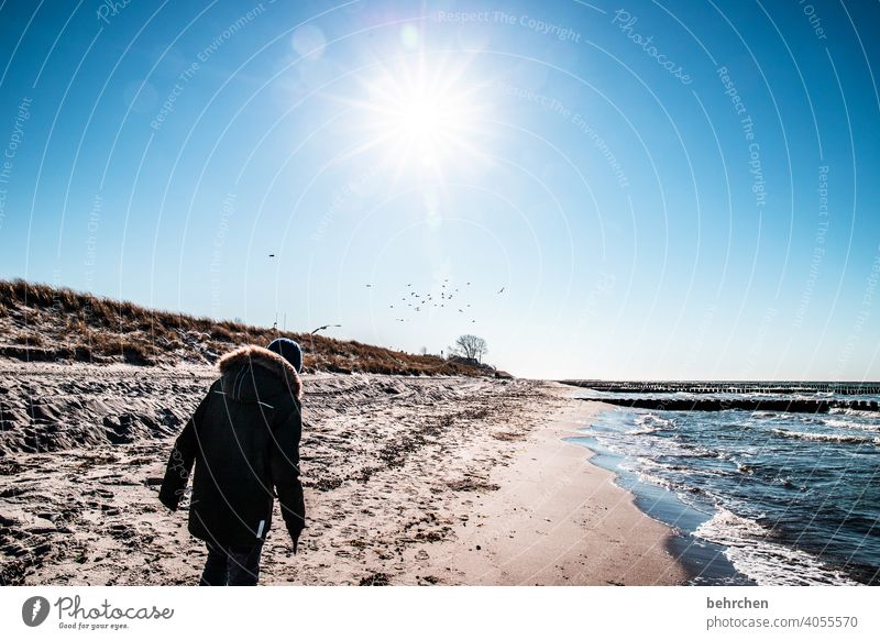 an einem SONNenTAG am meer Vögel möwen Gegenlicht Sonnenstrahlen Sonnenlicht Idylle frei erholen entspannen genießen Freiheit Fischland-Darß Erholung