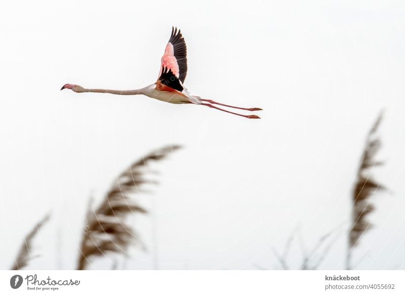 flamingo camargue Flamingo Vogel rosa Natur Wildtier Außenaufnahme Tier Camargue