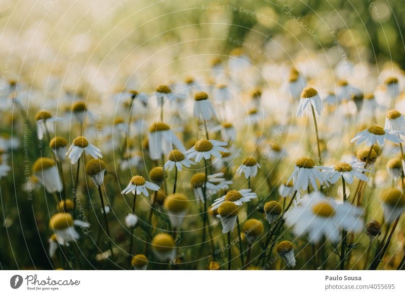 Nahaufnahme wilde Gänseblümchen Wildpflanze Margeriten Frühling Frühlingsgefühle Frühlingsblume Blume Natur Pflanze Garten Blühend Blüte Farbfoto gelb Sommer