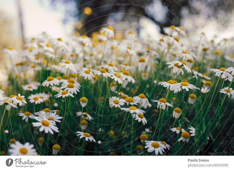 Wildes Gänseblümchenfeld Korbblütengewächs Blume Blumenwiese Frühling Frühlingsgefühle Frühlingsblume gelb grün Garten Blühend Pflanze Blüte weiß Wiese Natur