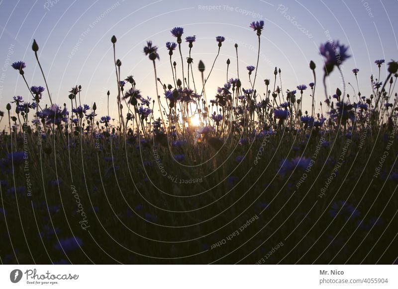 Kornblumenfeld Landschaft Natur Blumenwiese Umwelt Sommer Wildpflanze Wärme sommerlich Blüte Sommertag frisch Duft Wiesenblume Idylle Feld Gras Wachstum grün