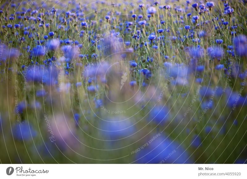 Kornblumen Natur Landschaft Sommer Umwelt Blumenwiese Wärme Wildpflanze Wiesenblume Duft sommerlich Blüte Sommertag frisch grün Wachstum Gras Feld Idylle Licht