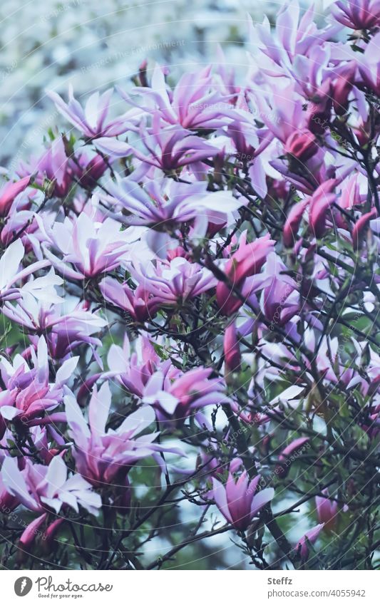 Magnolienbaum steht in voller Blüte Magnolienblüte Tulpenmagnolie Tulpenbaum Frühlingszweige blühende Magnolie April Blütezeit Frühlingstag Tulpenbaumblüte