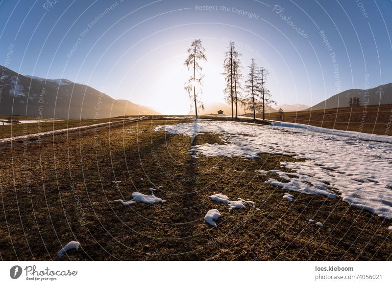 Alpine Berglandschaft im Frühling mit schmelzendem Schnee und großen Bäumen mit Gegenlicht, Mieminger Plateau, Tirol, Österreich Baum Schmelzen Berge Wiese