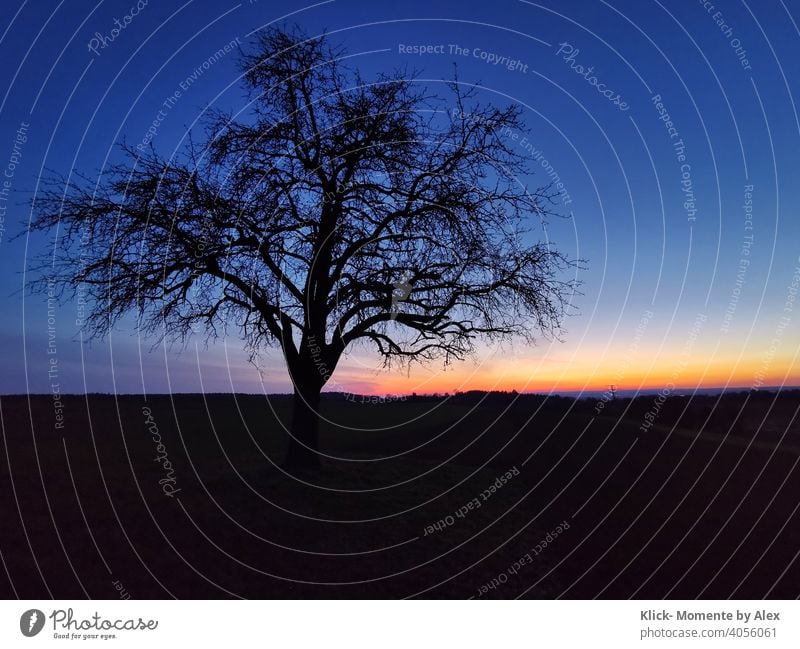 Baum zur blauen Stunde blaue Stunde Dämmerung Abend Sonnenuntergang Himmel gelb-orange Natur Farbfoto Menschenleer schwarz es wird Nacht Silhouette