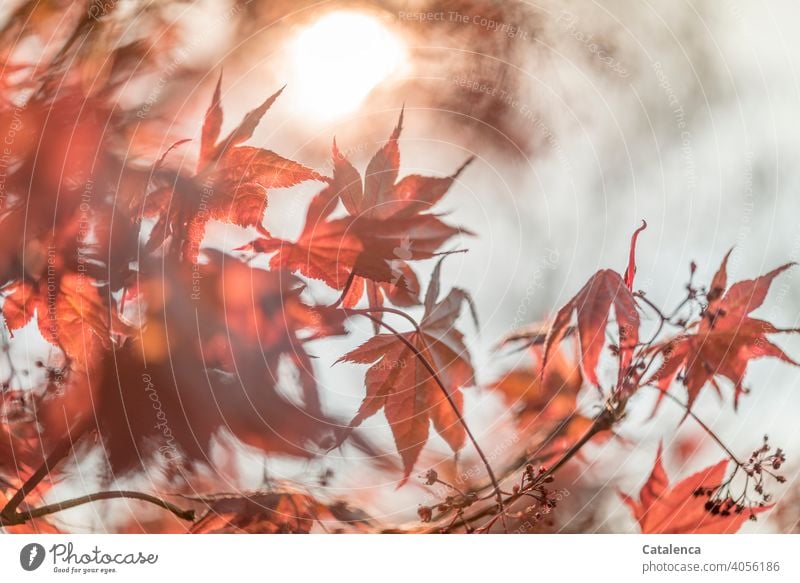 Neue Blätter des Spitzahorns im Frühling Natur Flora Pflanze Baum Blatt Laub Ahorn Sonne Himmel Wolken wachsen Garten Tag Tageslicht Jahreszeit Ahornblatt