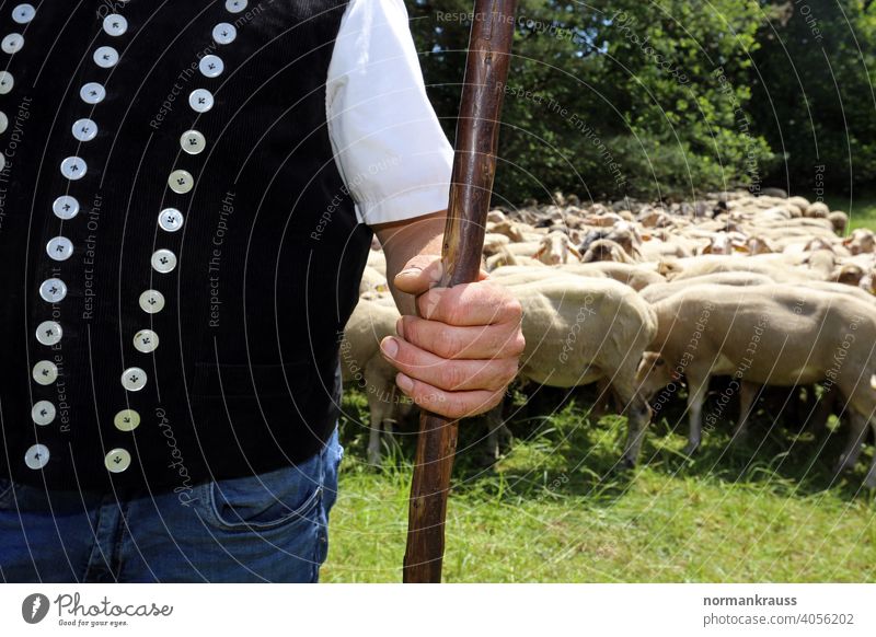 Schäfer mit Hirtenstab schäfer hirte hirtenstab schafherde hand schafweide weiden