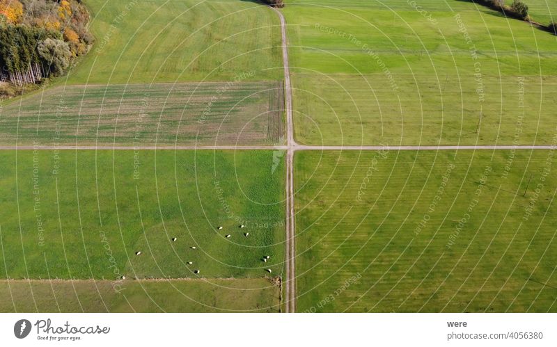 Blick von oben auf landwirtschaftliche Flächen an der Wertach bei Hiltenfingen mit Wiesen, Feldern und weidenden Schafen Bereich Flug Luftaufnahme