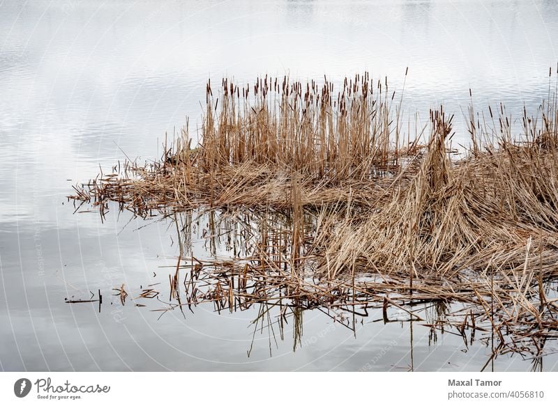 Trockene Typha Latifolia-Blüten, auch Rohrkolben genannt Dnjepr Kiew Sumpf Ukraine breitblättrig Breitblättriger Rohrkolben braun bulrush Katzenschwanz kalt