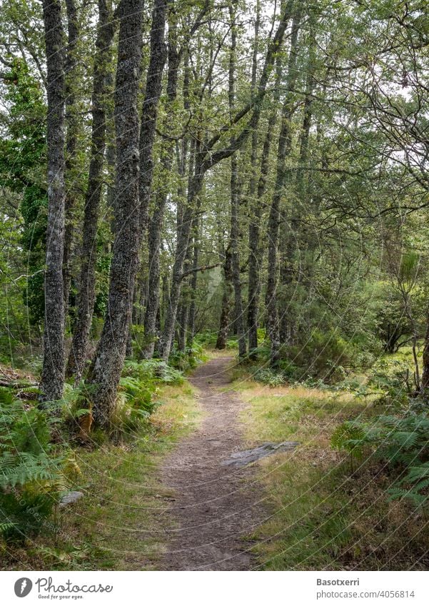 Schmaler, einsamer Wanderweg durch einen Eichenwald. Sanabria, Zamora, Kastilien-Leon, Spanien September Wandern Wanderlust Pfad Natur natürlich wandern