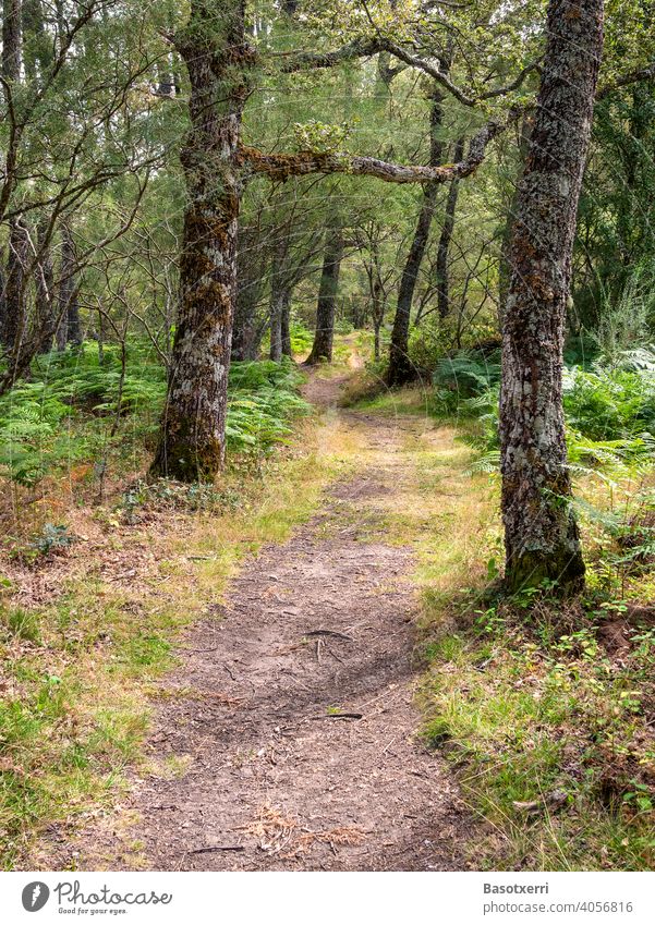 Schmaler, einsamer Wanderweg durch einen Eichenwald. Sanabria, Zamora, Kastilien-Leon, Spanien September Wandern Wanderlust Pfad Natur natürlich wandern