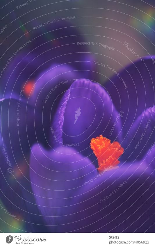 Krokusse blühen violett blühende Krokusse Krokusblüten Frühlingsblumen Frühblüher Crocus März Märzblumen Märzblüten Blütezeit Frühlingserwachen Frühlingsblüten