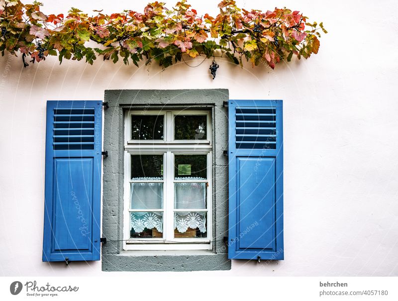 hauswein Menschenleer Kletterpflanzen Mauer bewachsen Wand Farbfoto Außenaufnahme Gardine Fassade Fenster Haus Häusliches Leben Gebäude Wein Ranke Pflanze