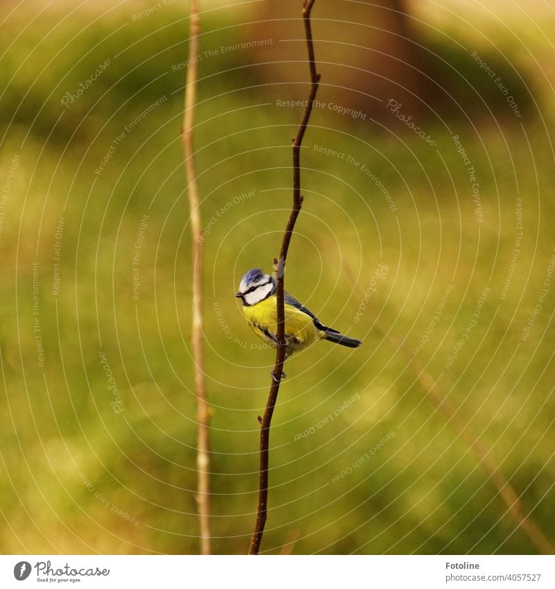 Die kleine Blaumeise sitzt auf einem Zweig und wartet auf frisches Futter Natur Himmel Vogel Außenaufnahme Wildtier Farbfoto Tier Menschenleer Freiheit Umwelt