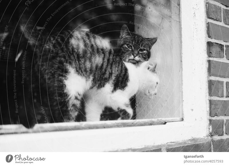 Katzen im Fenster Haustier Tier niedlich heimisch Säugetier Außenaufnahme Porträt Kätzchen Zusammensein Zwei Tiere katzenhaft Fell fluffig freigänger pelzig