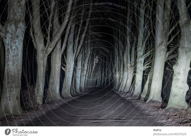 Eichenallee bei Nacht im Scheinwerferlicht. Wald Sonne Herbst Landschaft Weg Pfad Allee Feldweg Natur Waldweg Jahreszeit Witterung landscape Laub Wetter