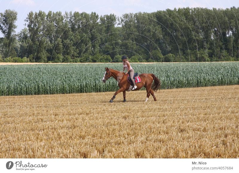 Ross und Reiter Freizeit & Hobby Nutztier Pferdegangart Ausritt Reitsport Landschaft Sport Reiten Tier Natur Reitpferd Galopper des Jahres Ausflug galoppieren