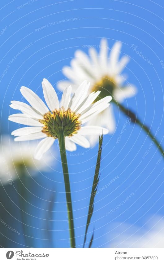 Sommererinnerung Margeriten Wiesenblume weiß blauer Himmel träumen Blume ästhetisch lieblich himmelblau Froschperspektive Sommertag schönes Wetter warm grün