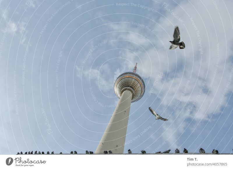 Tauben fliegen um den Fernsehturm Berlin Mitte Alexanderplatz Berliner Fernsehturm Berlin-Mitte Himmel Wahrzeichen Turm Hauptstadt Sehenswürdigkeit Architektur