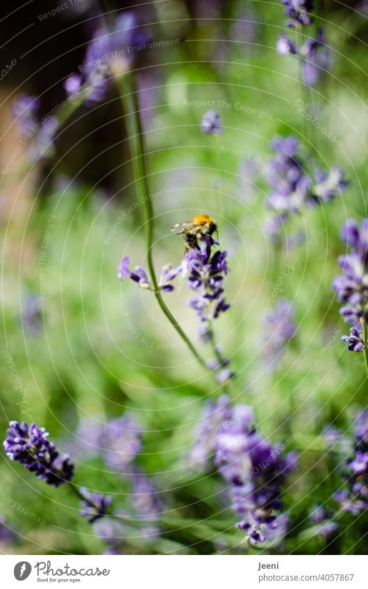 Lavendel und Hummel im Garten Lavendelblüte Lavendelduft lila gelb grün Insekt Insekten Nahaufnahme Tier Tierporträt Tierfotografie Natur Pflanze Sommer