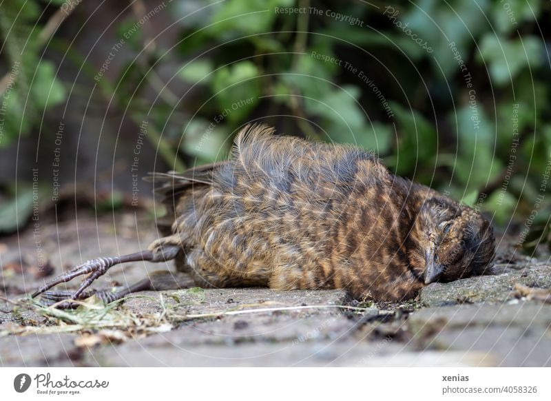 Tote Amsel liegt auf Kopfsteinpflaster vor Efeu tot Totes Tier Tod Vogel gestorben Vergänglichkeit Ende liegen Wildtier Natur Federn Flügel Traurigkeit