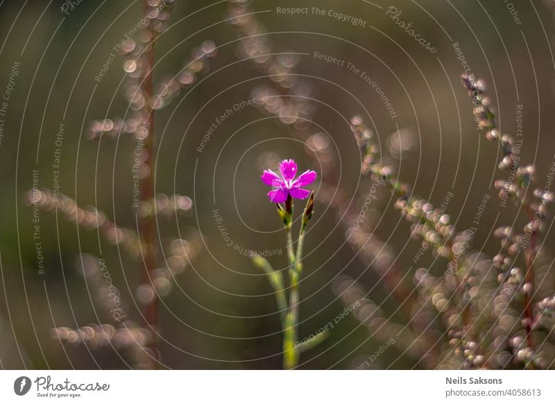 kleine violette Wiesenblume, schönes Bokeh von Gras im Hintergrund Blume Sommer Frühling Natur Pflanze Garten Blüte Blühend grün Ringe Gelassenheit Zentrum rosa