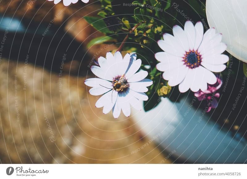 Kleine Biene über einem Gänseblümchen Blumen Frühling Sprintzeit fleißige Biene Pollenflug bestäuben Allergie Käfer Insekt wild Wildblume Wildtier Tier wenig