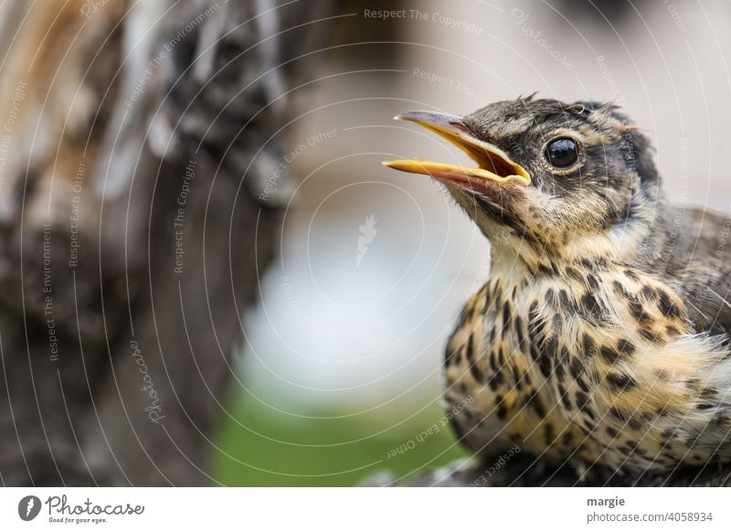 Eine kleine Drossel sitzt  im Baum und trällert ein Lied Singvogel Vogel Tier Außenaufnahme Tierporträt Schwache Tiefenschärfe Farbfoto Wildtier Menschenleer