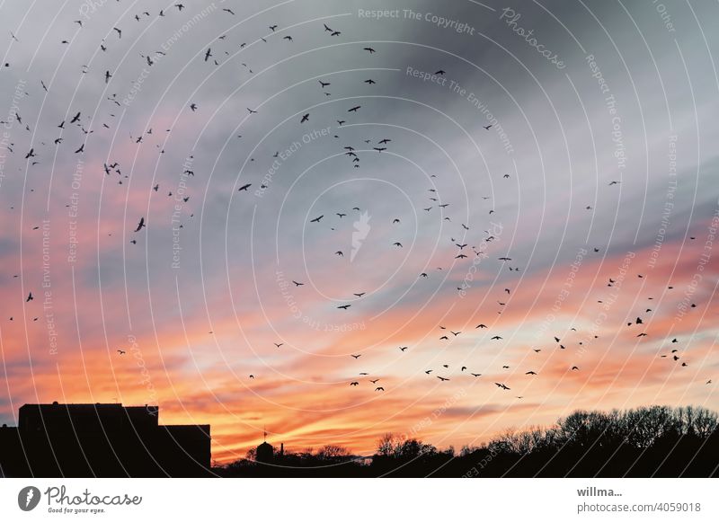 Erinnerung aus Krähwinkels Schreckenstagen Krähenschwarm Abenddämmerung Dämmerung Buchcover Vogelschwarm Vögel Abendhimmel pastell Abendrot Gebäude Plattenbau