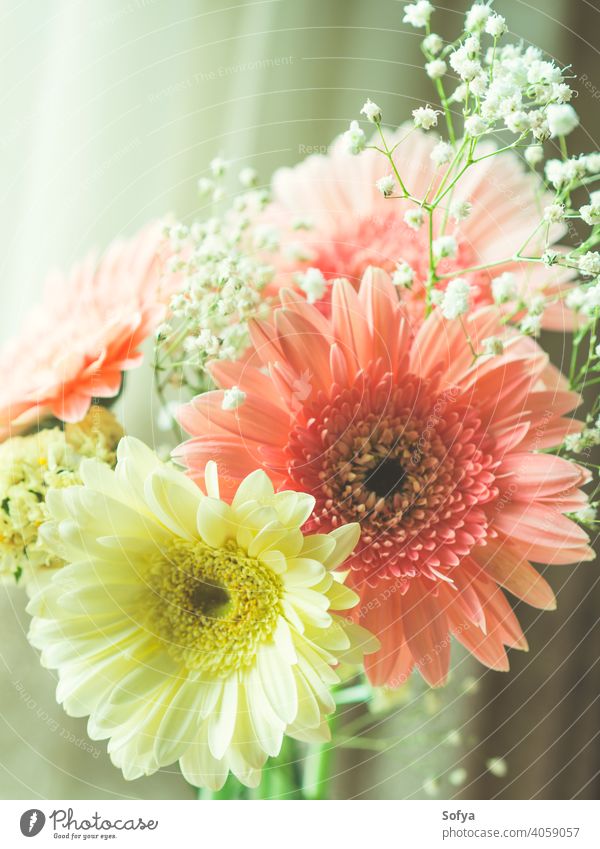 Rosa Gerbera Gänseblümchen Bouquet in der Nähe eines Fensters Blume Vase Frauentag Muttertag Frühling Jahrestag Tag Blumenstrauß frisch Hintergrund Pastell