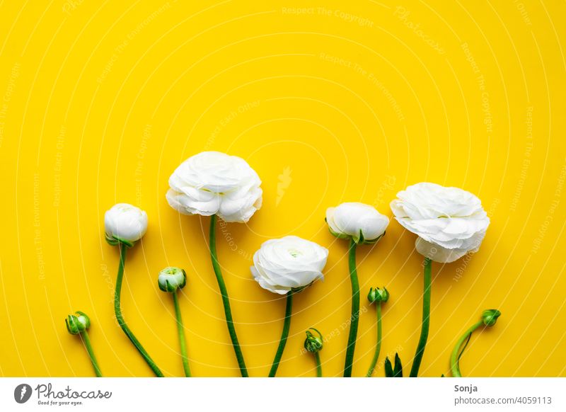 Weiße Ranunkeln auf einem gelben isolierten Hintergrund. Flat lay. weiß gelber hintergrund Frühling Design Stil Hintergrundbild Natur Blume Blatt Blüte Pflanze