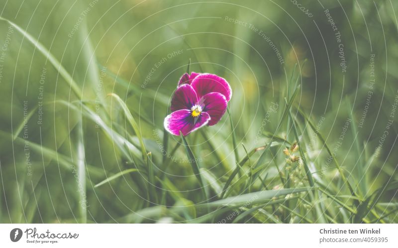 violettes Hornveilchen ganz alleine auf der Wiese Viola cornuta Blume Pflanze Blüte Frühling Natur schön grün Nahaufnahme Blühend Schwache Tiefenschärfe