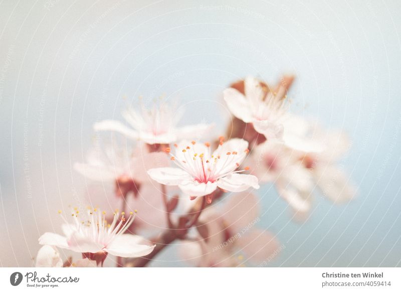 Zarte Blüten im Frühling Frühlingsblüten Pflaumenblüte Pflaumenbaum blühend Baumblüte Frühlingsgefühle Frühlingsfarbe Frühlingsbote rosa hellblau