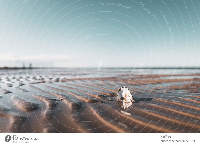 Muschelschale und Wattwurmspuren im Wattenmeer Ebbe Flut Wattwandern Nordsee Nordseeküste Sand Wurm Wildtier Kot Wattwürmer Ausscheidungen Schlick Gezeiten