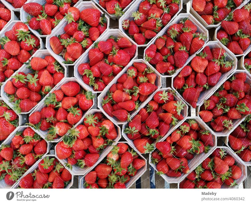 Frische rote Erdbeeren in Kunststoffschalen auf dem Wochenmarkt an der Bockenheimer Warte in Frankfurt am Main Bockenheim in Hessen Frucht Beere Obst Rot Markt