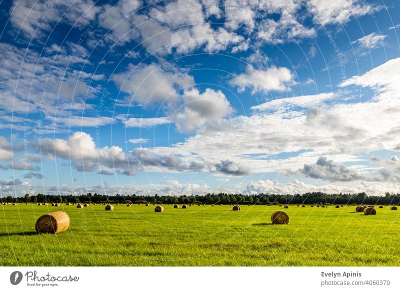 Feld ist voll von Heuballen mit weißen Wolken blauen Himmel während Spätsommer Nachmittag in Estland. Elektrische Drähte führen in den Wald. Scenic Sommertag