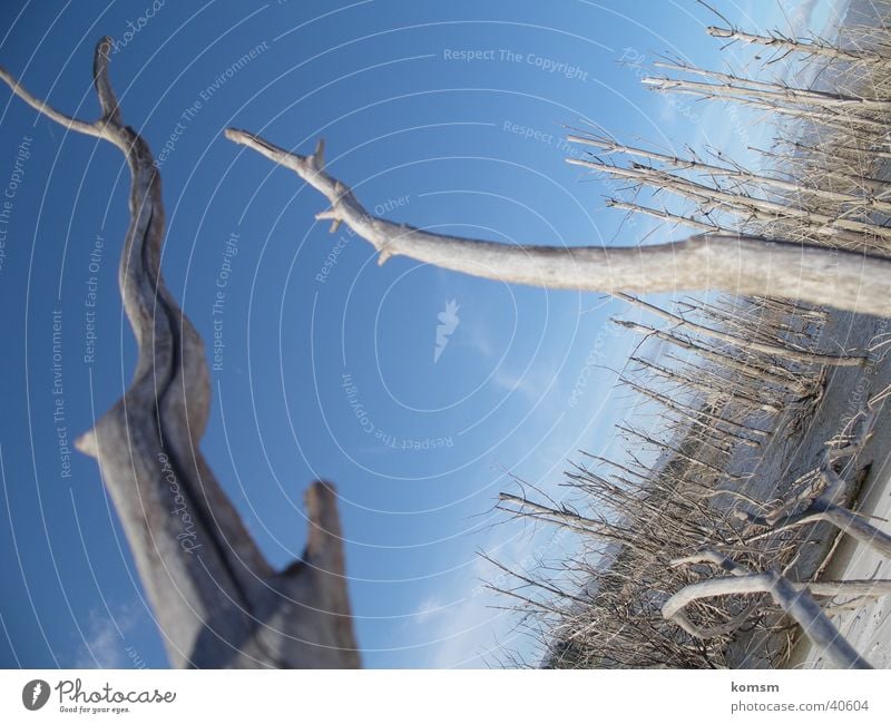 Stämme grau Himmel blau Perspektive Baumstamm trist Ast hoch Detailaufnahme Natur Landschaft