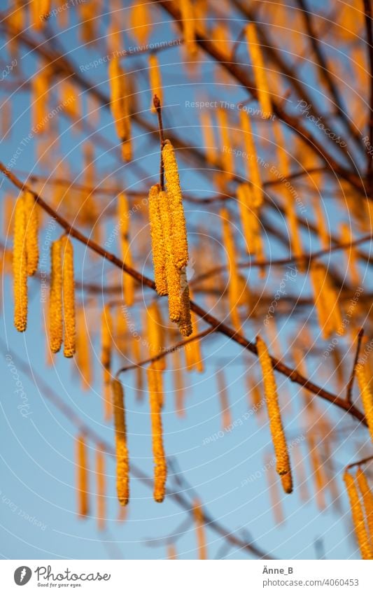 Haselstrauch in Blüte – Bote des Vorfrühlings Frühling Frühlingsbote Gemeine Hasel Haselnuss Haselnussstrauch Birkengewächs Vorfrühlingsbote Blauer Himmel