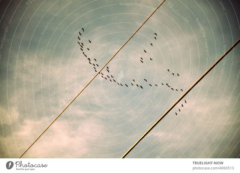 Kraniche? Wildgänse? Wildenten? Eine Schar Zugvögel fliegt in lockerer Formation am leicht bewölkten Himmel hoch über eine Stromleitung bei Caputh in Richtung Sommerquartier