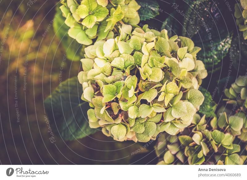 Grüne Hortensienblüten im Garten Blatt Blume Pflanze Buchse August Juli Blütezeit blau Postkarte Feier Nahaufnahme farbenfroh England Flora geblümt frisch grün