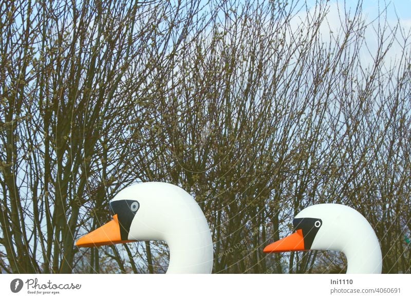 zwei Köpfe von Schwanen Tretbooten im Hintergrund Weidenkätzchen und blauer Himmel Teilansicht Plasitk Usedom Achterwasser lustig Sonnenschein Spaßvögel