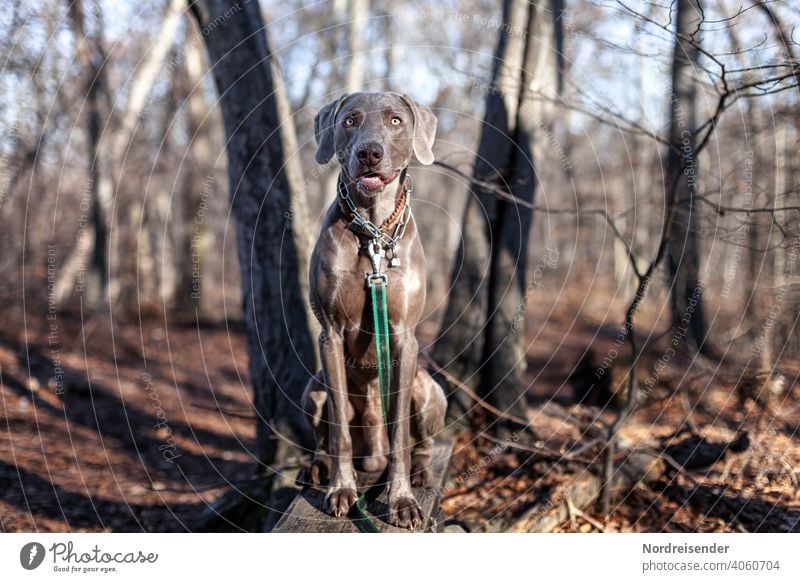 Weimaraner Jagdhund im Wald weimaraner jagdhund haustier vorstehhund hübsch junghund klug aufmerksam portrait reinrassig wald hundeportrait kurios baum