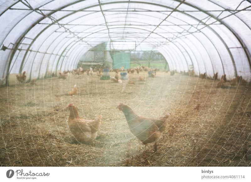 Legehennen mit viel Platz in einem Foliengewächshaus. Freilandhaltung wird zu Bodenhaltung, präventiv gegen Vogelgrippe, Geflügelpest Bioprodukte Hühner